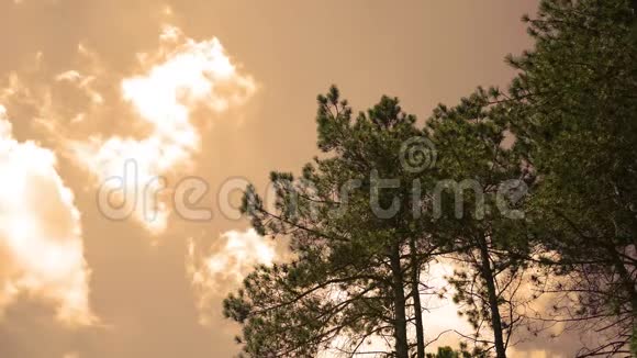 傍晚时分在自然公园里高高的针叶树在云间翻滚视频的预览图