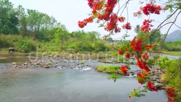 泰国排河盛开的火焰树视频的预览图