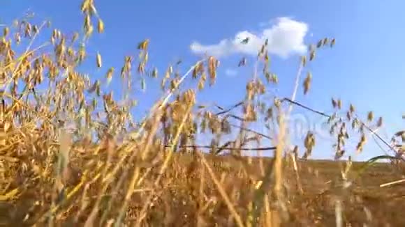 秋收小麦视频的预览图