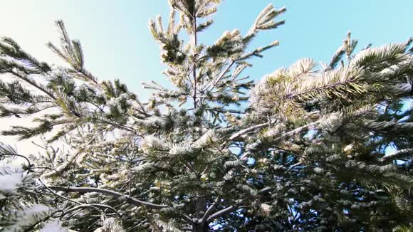阳光明媚的一天雪从松枝飘落冬天的活动视频的预览图