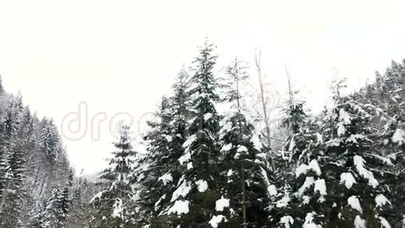 在冬天的山上在松树旁边的路上开车视频的预览图