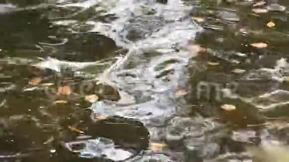 飘落的叶子漂浮在池塘上有着涟漪和美丽的倒影视频的预览图