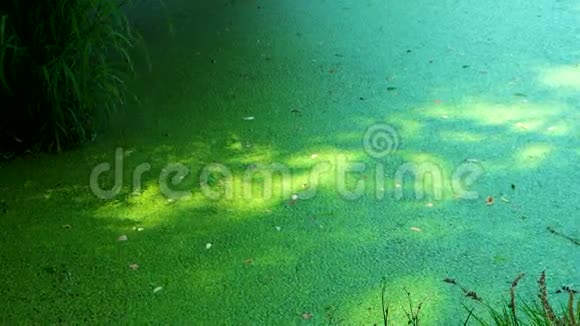 湖中藻类的绿色黏液视频的预览图
