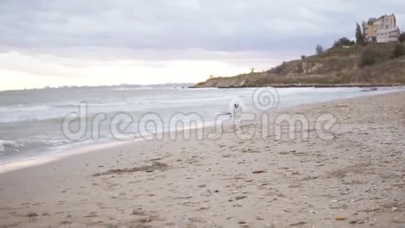 可爱的狗在沙滩上朝镜头的角度奔跑慢镜头视频的预览图