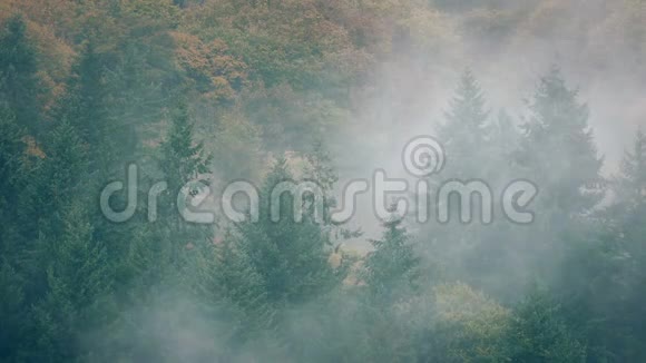 浓雾中的野生森林视频的预览图