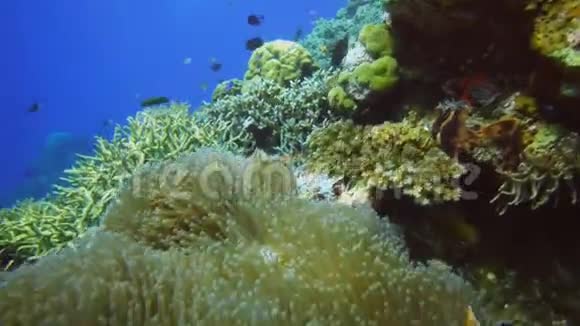 珊瑚礁上的粉红色海葵和海葵视频的预览图