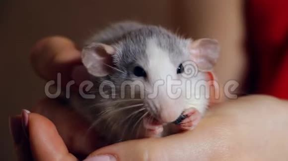 手持老鼠坐在手上吃东西视频的预览图