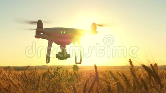 在接近日落的背景下在麦穗上飞行慢镜头拍摄无人驾驶视频的预览图