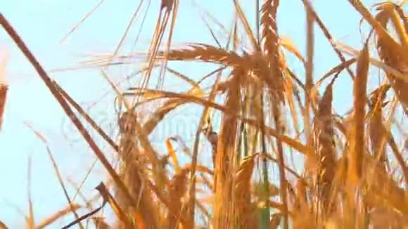 秋收小麦视频的预览图