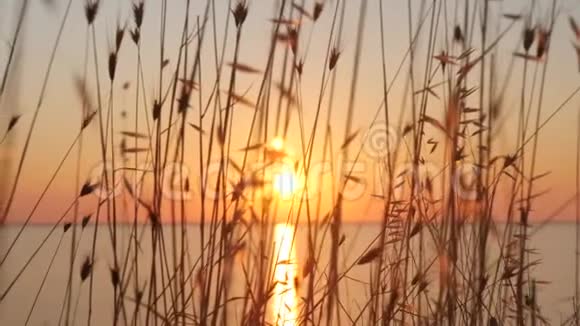 海上的日落海上生长着野生的小麦和高大的草视频的预览图