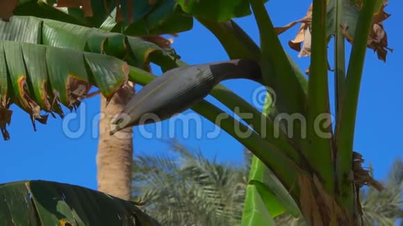 在明亮的蓝天上树上的花蕉视频的预览图