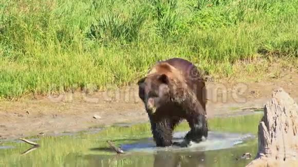棕熊在水里行走视频的预览图