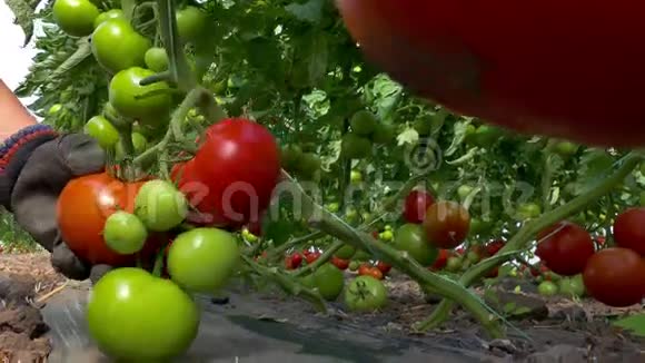 采摘有机种植的西红柿视频的预览图