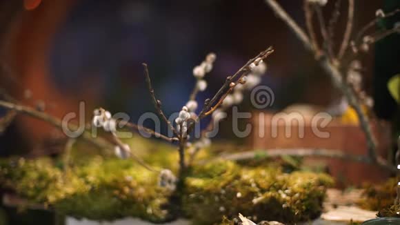 普西柳树从苔藓中望出去视频的预览图