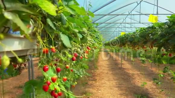 种植园里的草莓视频的预览图