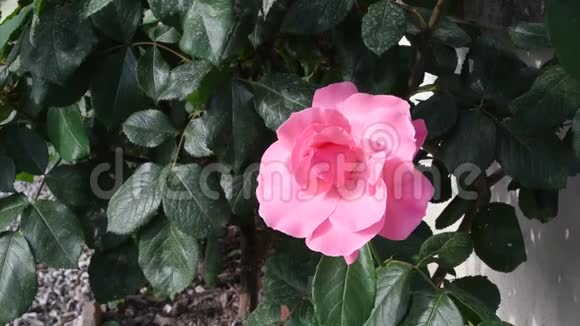 美丽的粉红色玫瑰在花园里随风而动视频的预览图