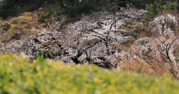 东京KowishikawaKourakuen公园的樱花视频的预览图