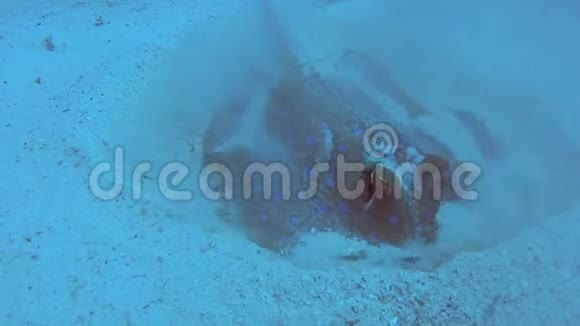 热带海洋沙质海底的蓝斑泻湖黄貂鱼视频的预览图