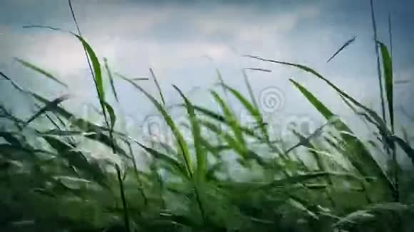 长草在风中飘荡视频的预览图