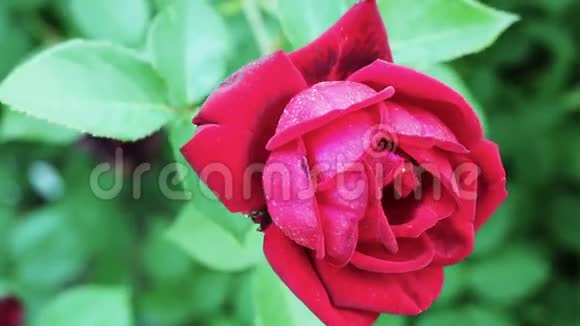 花园里的红玫瑰视频的预览图
