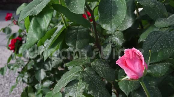 美丽的粉红色玫瑰在花园里随风而动视频的预览图