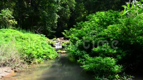 林中的水流视频的预览图