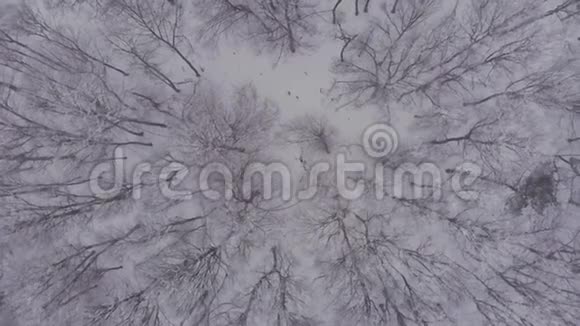 在一个冬天的森林里用一个短棍视频的预览图