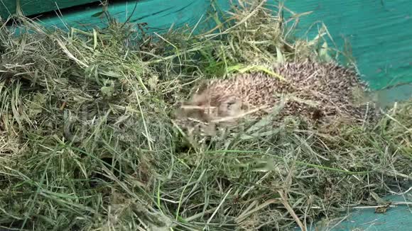 干草中的小刺猬视频的预览图