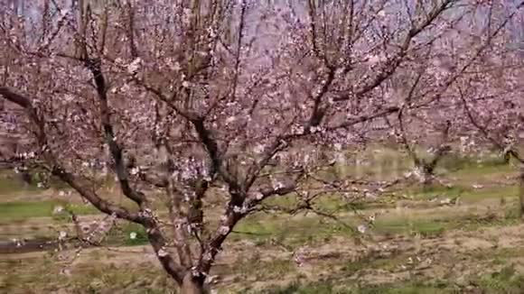 盛开的桃花园摄像机的移动视频的预览图