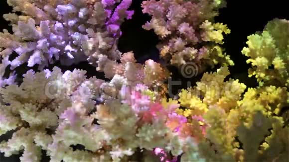 天然珊瑚被明亮的五彩灯照亮视频的预览图