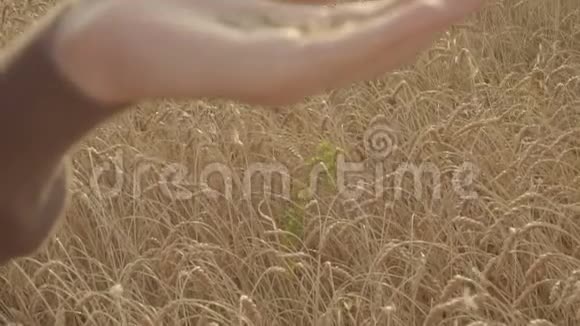 男农在农田里手握麦粒收获概念视频的预览图