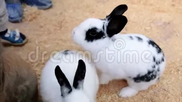 小男孩在一个接触动物园喂兔子可爱的小兔子视频的预览图