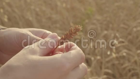 农场工人用手在田间缓慢地握住和检查成熟的麦穗视频的预览图