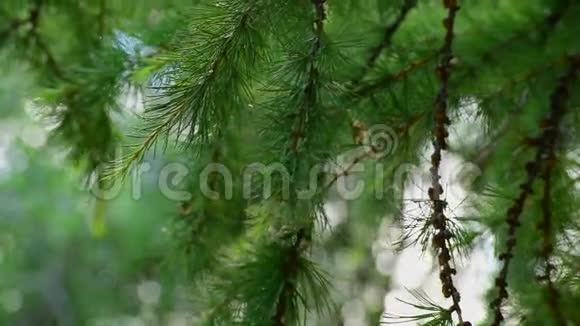 落叶松的绿色树枝视频的预览图