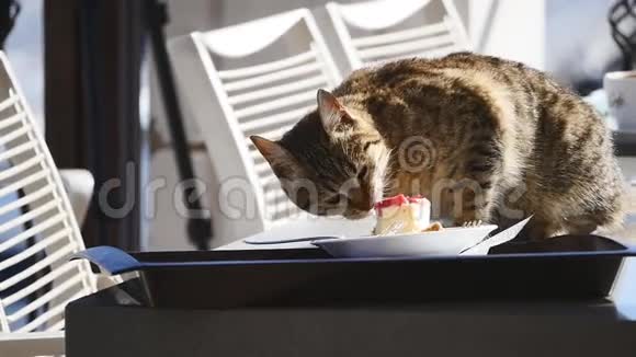 猫在桌子上吃纸杯蛋糕视频的预览图