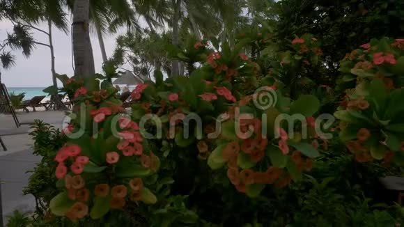 带叶子的热带红花视频的预览图