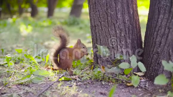 可爱的红松鼠在公园里吃东西视频的预览图