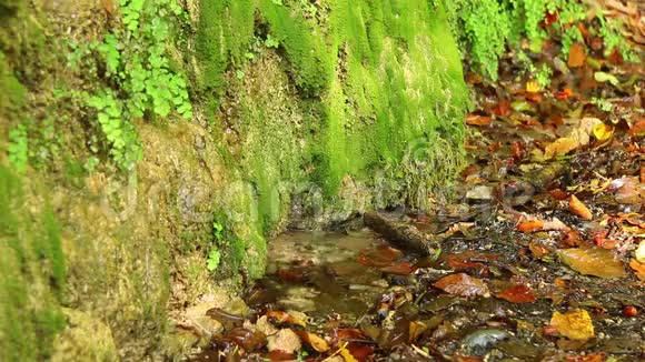 潮湿的墙壁和干燥的叶子和小水坑的地面视频的预览图