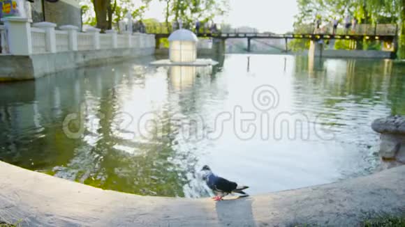 鸽子缓慢地从湖边的栏杆上飞起来视频的预览图