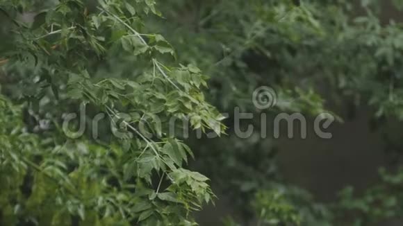 街上倾盆大雨大雨倾盆在树的叶子上视频的预览图