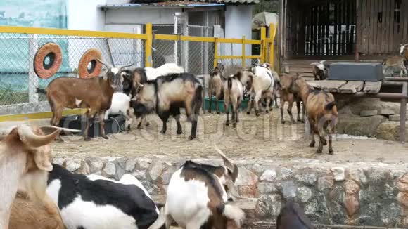山羊农场的羊群视频的预览图