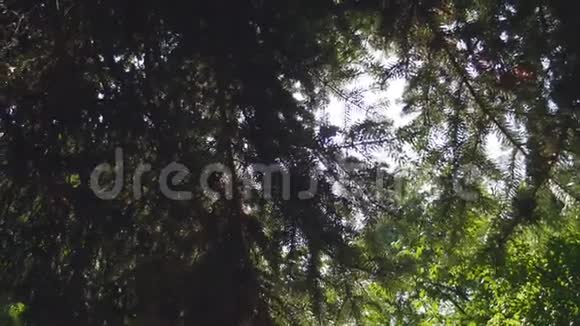 关闭松树或杉树枝在风中移动阳光穿过针头4K的视频画面视频的预览图