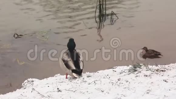 鸭子在池塘的雪岸摇着翅膀视频的预览图