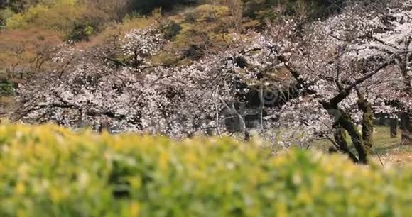 东京KowishikawaKourakuen公园的樱花视频的预览图