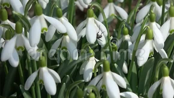 春天的花朵风中的雪花大自然的背景视频的预览图