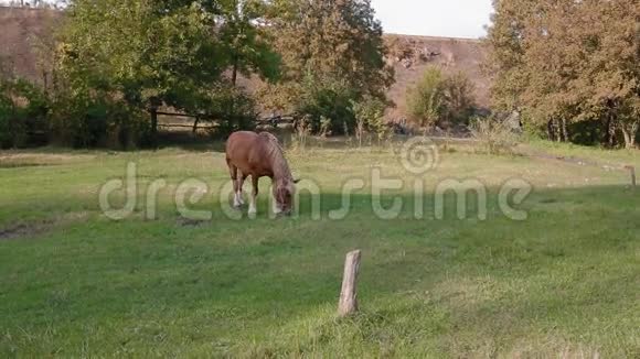一匹马在田野上吃草视频的预览图
