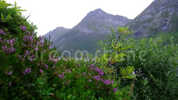 群山背景下的紫罗兰花海瑟在风中摇曳视频的预览图