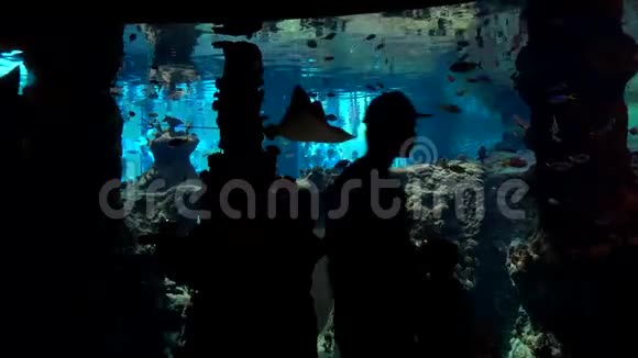 游客参观Wroclaw动物园的海洋馆视频的预览图