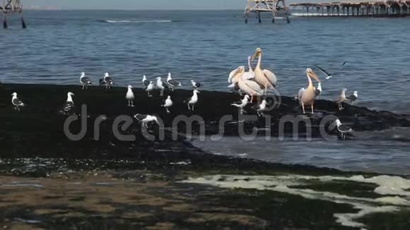 海鸥和粉红色的鹳立在靠近海岸的海藻上视频的预览图