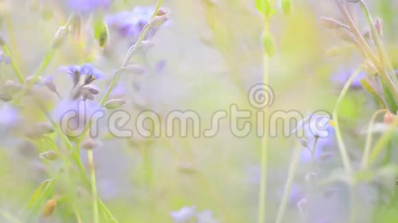 春天的蓝色花朵视频的预览图